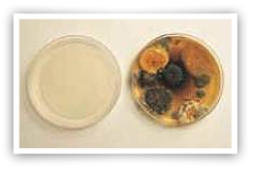 MOLD
